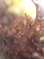 Microcladia borealis