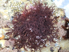 Microcladia borealis