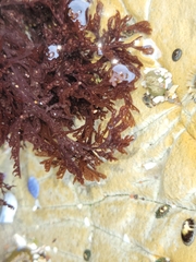 Microcladia borealis