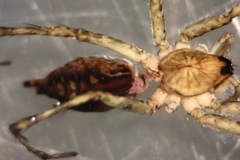Hippasa holmerae