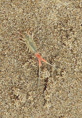 Megalorchestia californiana image