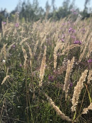 Calamagrostis epigejos
