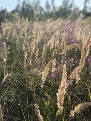 Calamagrostis epigejos