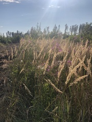 Calamagrostis epigejos
