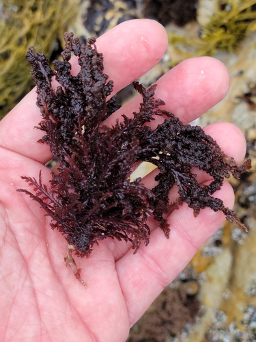 Image of Callithamnion pikeanum by no rights reserved