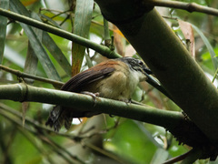 Pheugopedius genibarbis