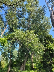 Populus deltoides deltoides
