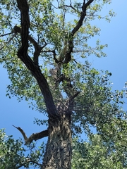 Populus deltoides deltoides