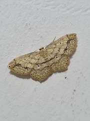 Lepidoptera