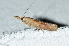 Macrorrhinia endonephele