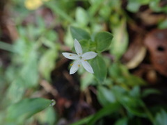Hexasepalum sarmentosum