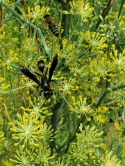 Isodontia auripes