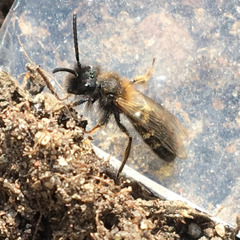 Andrena
