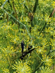 Isodontia auripes