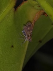 Bothriocera cognita