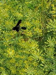 Isodontia auripes