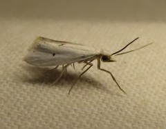 Eucalantica polita