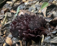 Wynnea americana