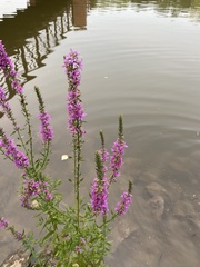Lythrum salicaria