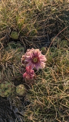 Sempervivum vicentei