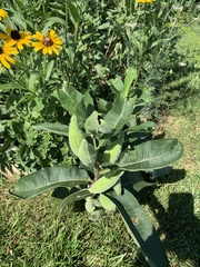 Asclepias syriaca