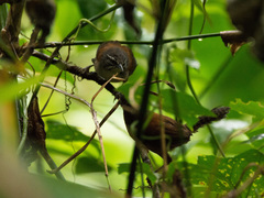 Pheugopedius genibarbis
