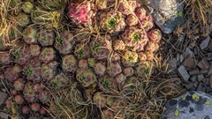 Sempervivum vicentei