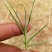 photo of Saltgrass (Distichlis spicata)