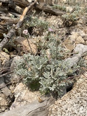 Chaenactis evermannii