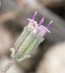 Chaenactis evermannii