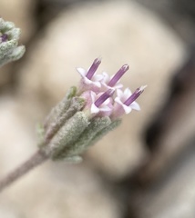 Chaenactis evermannii