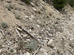 Chaenactis evermannii