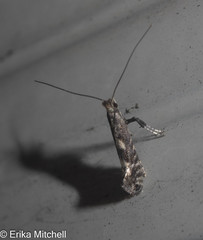 Gracillaria syringella