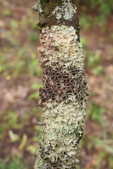 Flavopunctelia praesignis