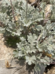 Chaenactis evermannii