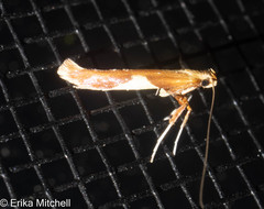 Caloptilia packardella