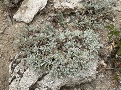 Chaenactis evermannii