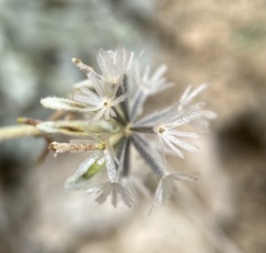 Chaenactis evermannii