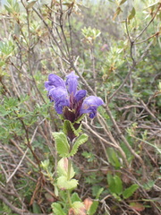 Dracocephalum grandiflorum