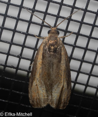 Olethreutes quadrifidum