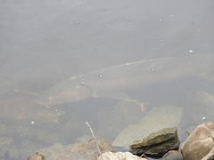 Acipenser fulvescens