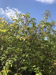 Prunus padus