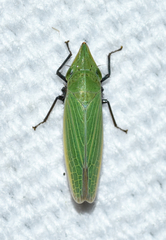 Draeculacephala bradleyi
