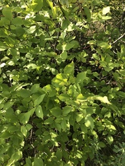 Prunus padus