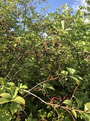 Prunus padus