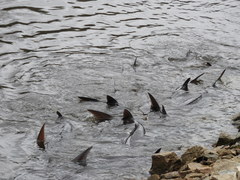 Acipenser fulvescens