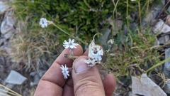 Silene ciliata