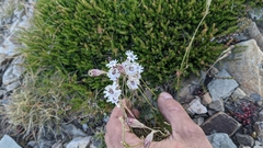 Silene ciliata