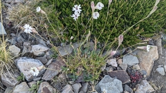 Silene ciliata