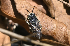 Dianthidium subparvum
